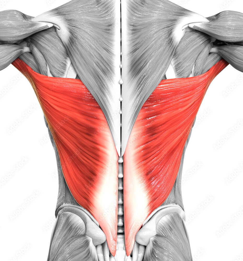 Mastering Your Lats: Understanding the Origins and Functions of Lats