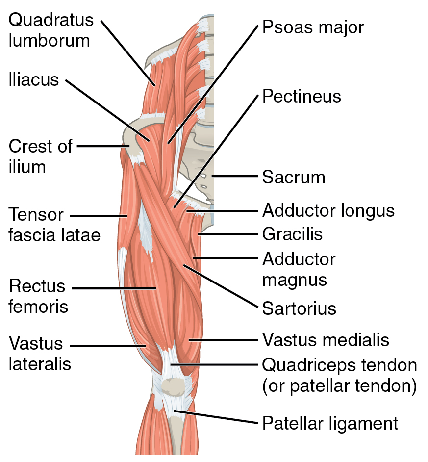 QUADRICEPS