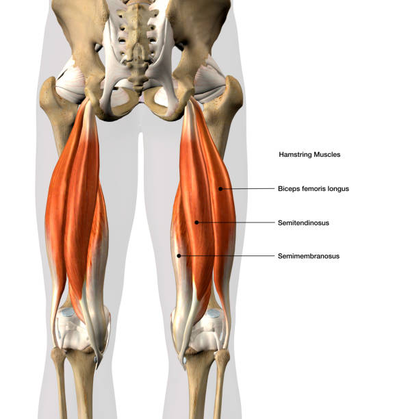 Discovering the Hamstring Muscles