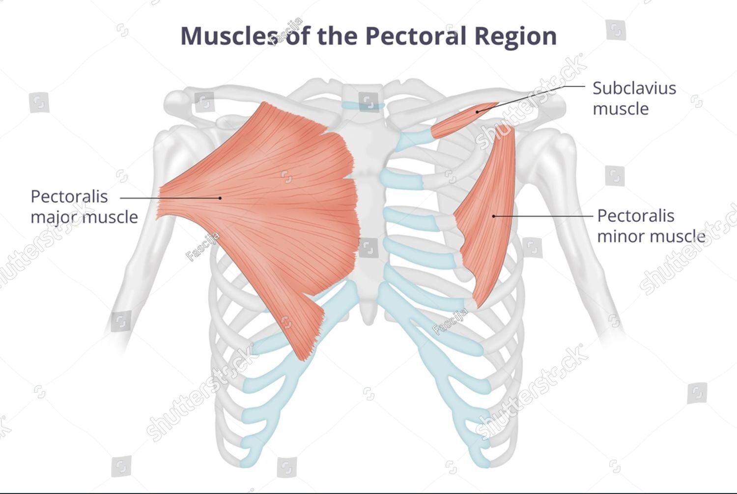 All About Pectoral Muscle