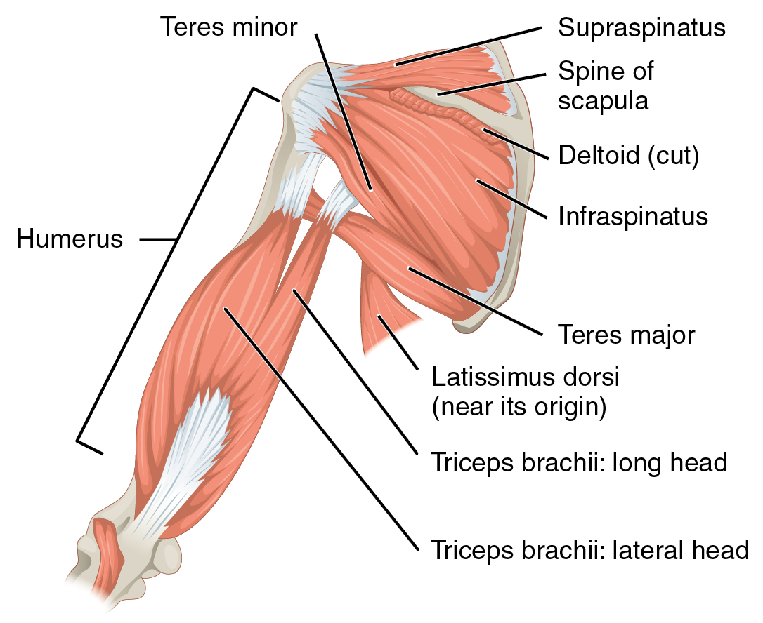 Behind Every Push: Understanding the Deep Roots of Triceps Functionality