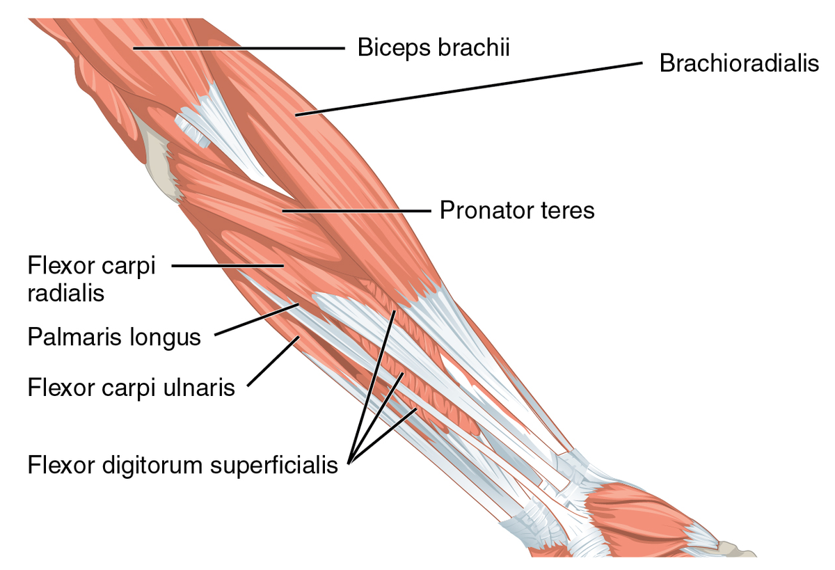 Beyond Grip: Exploring the Origins and Functions of Forearms