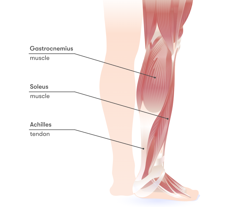 From Hunter to Runner: Tracing the Origins and Functions of Calf Muscles