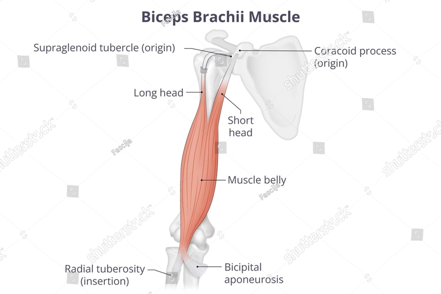 Beyond Flexing: Understanding the Deep Roots of Biceps Functions