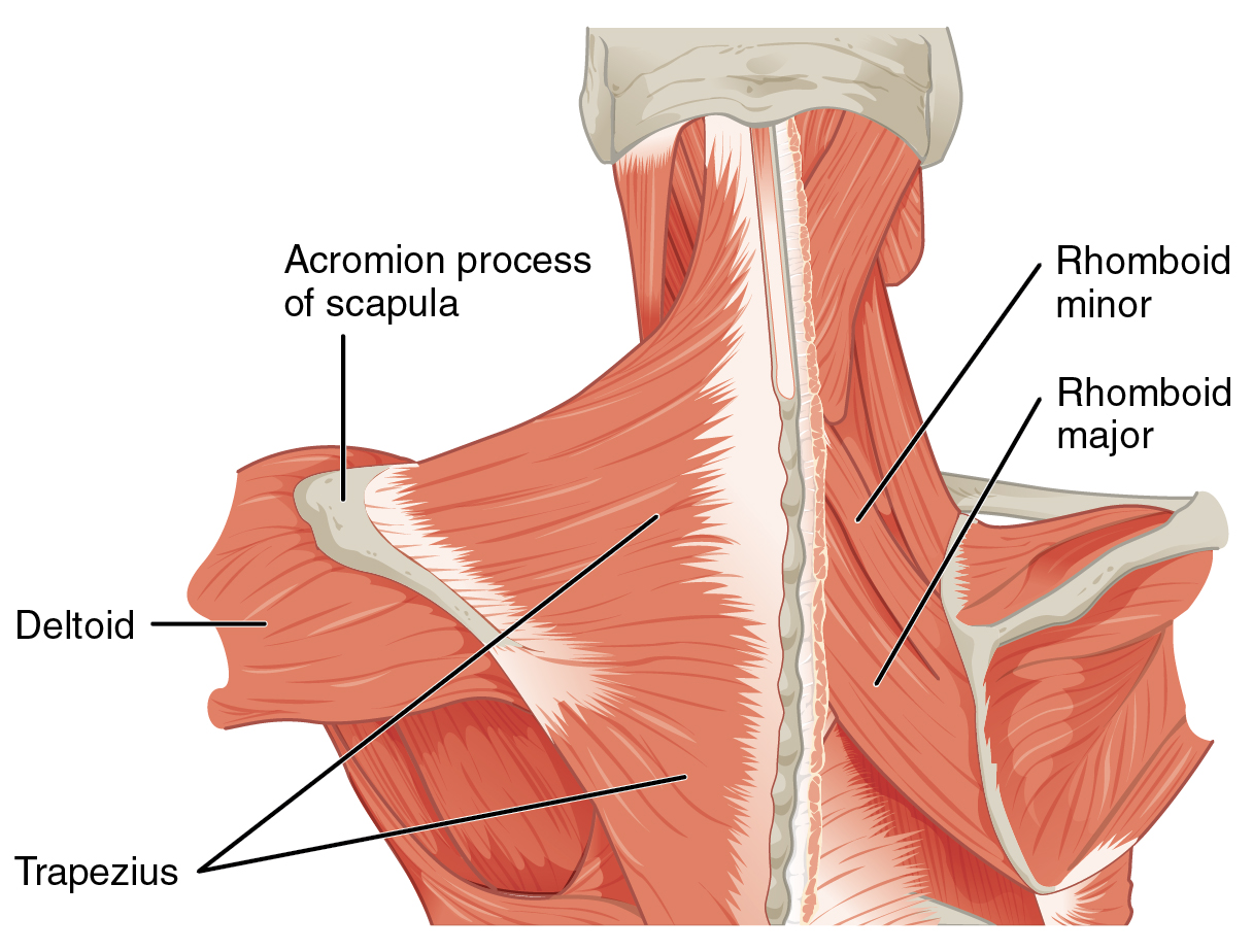 Guardians of Posture: Exploring the Origins and Functions of Traps Muscles